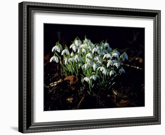 Snowdrops, Lincolnshire, England-John Warburton-lee-Framed Photographic Print