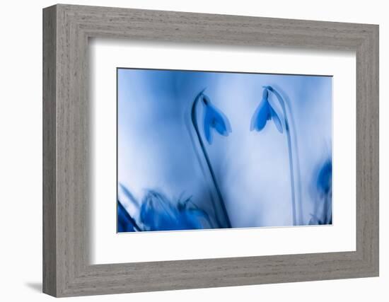 Snowdrops silhouetted at twilight, double exposure, Cornwall-Ross Hoddinott-Framed Photographic Print