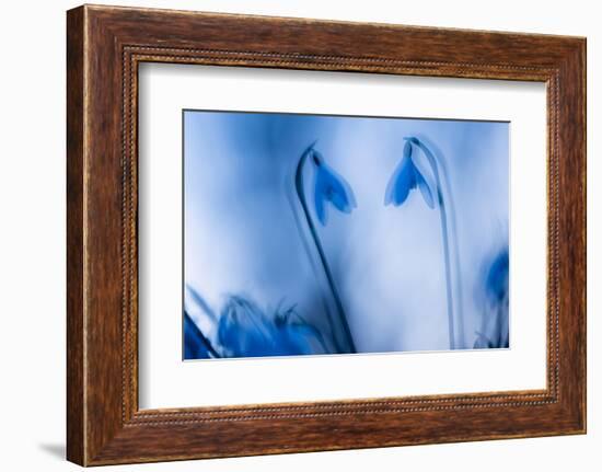 Snowdrops silhouetted at twilight, double exposure, Cornwall-Ross Hoddinott-Framed Photographic Print