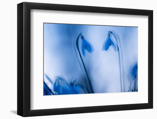 Snowdrops silhouetted at twilight, double exposure, Cornwall-Ross Hoddinott-Framed Photographic Print