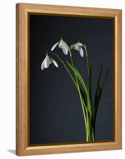 Snowdrops-Maja-Framed Premier Image Canvas