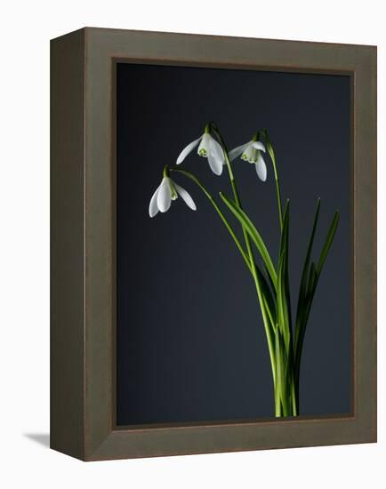 Snowdrops-Maja-Framed Premier Image Canvas