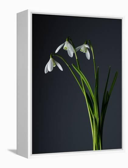 Snowdrops-Maja-Framed Premier Image Canvas