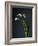 Snowdrops-Maja-Framed Photographic Print