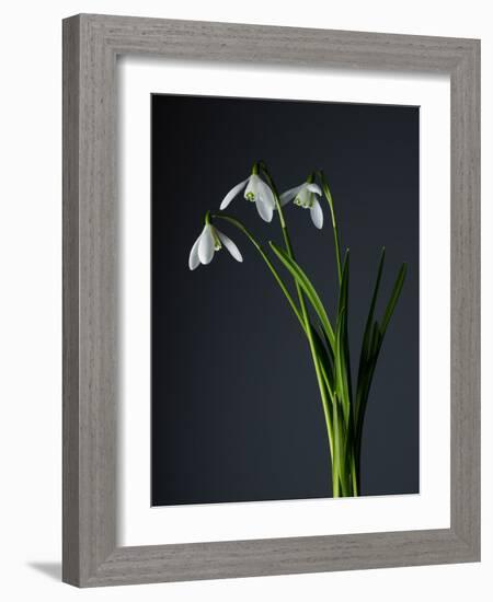 Snowdrops-Maja-Framed Photographic Print