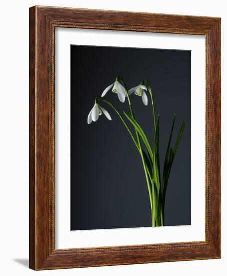 Snowdrops-Maja-Framed Photographic Print