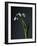 Snowdrops-Maja-Framed Photographic Print