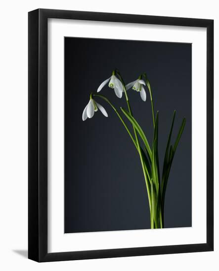 Snowdrops-Maja-Framed Photographic Print