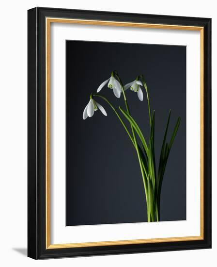 Snowdrops-Maja-Framed Photographic Print