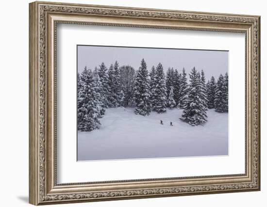 Snowfall, Ski Tourer in Front of a Winter Wood at the Kranzberg at Mittenwald, Wetterstein Range-Rolf Roeckl-Framed Photographic Print