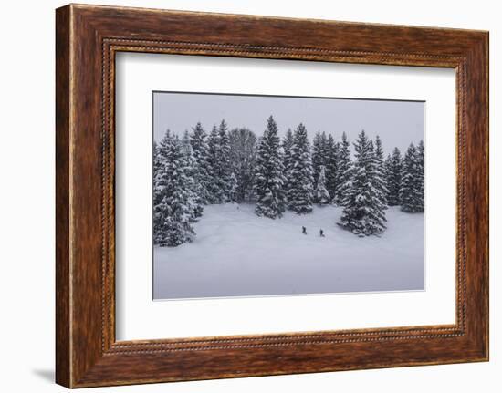 Snowfall, Ski Tourer in Front of a Winter Wood at the Kranzberg at Mittenwald, Wetterstein Range-Rolf Roeckl-Framed Photographic Print