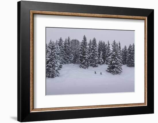 Snowfall, Ski Tourer in Front of a Winter Wood at the Kranzberg at Mittenwald, Wetterstein Range-Rolf Roeckl-Framed Photographic Print