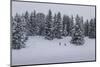 Snowfall, Ski Tourer in Front of a Winter Wood at the Kranzberg at Mittenwald, Wetterstein Range-Rolf Roeckl-Mounted Photographic Print
