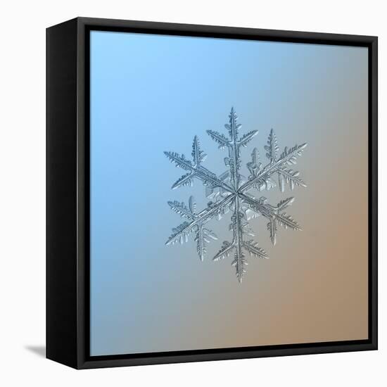 Snowflake on Smooth Blue-Brown Gradient Background. this is Macro Photo of Real Snow Crystal: Large-Alexey Kljatov-Framed Stretched Canvas