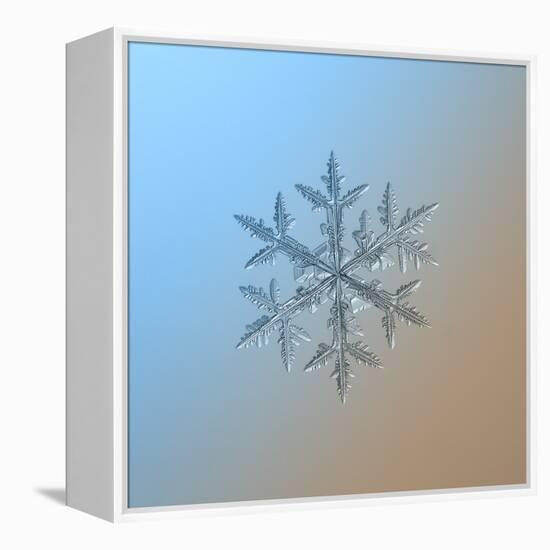 Snowflake on Smooth Blue-Brown Gradient Background. this is Macro Photo of Real Snow Crystal: Large-Alexey Kljatov-Framed Stretched Canvas
