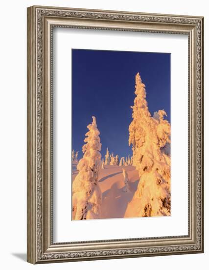 Snowghosts Catch the Sunset at Whitefish Mountain Resort, Montana-Chuck Haney-Framed Photographic Print