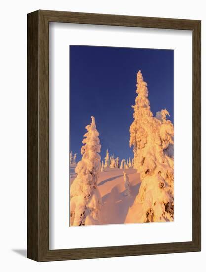 Snowghosts Catch the Sunset at Whitefish Mountain Resort, Montana-Chuck Haney-Framed Photographic Print