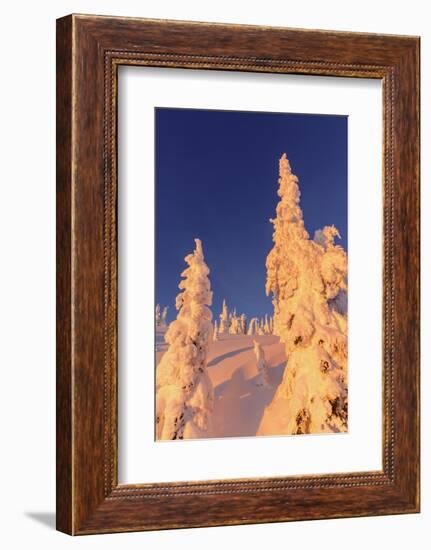 Snowghosts Catch the Sunset at Whitefish Mountain Resort, Montana-Chuck Haney-Framed Photographic Print