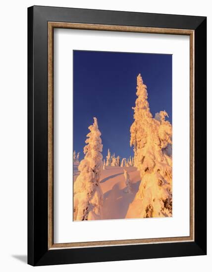 Snowghosts Catch the Sunset at Whitefish Mountain Resort, Montana-Chuck Haney-Framed Photographic Print