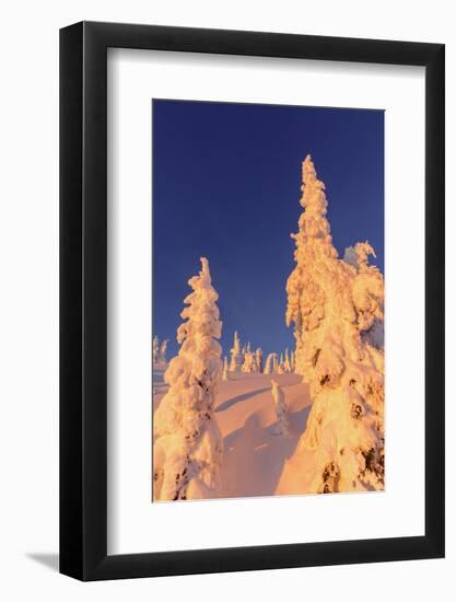 Snowghosts Catch the Sunset at Whitefish Mountain Resort, Montana-Chuck Haney-Framed Photographic Print