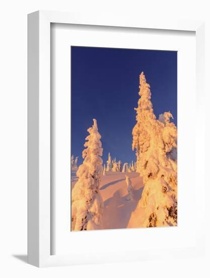 Snowghosts Catch the Sunset at Whitefish Mountain Resort, Montana-Chuck Haney-Framed Photographic Print