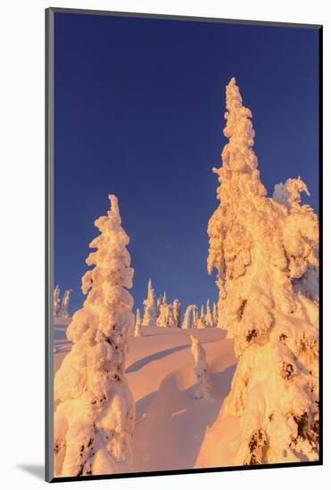 Snowghosts Catch the Sunset at Whitefish Mountain Resort, Montana-Chuck Haney-Mounted Photographic Print