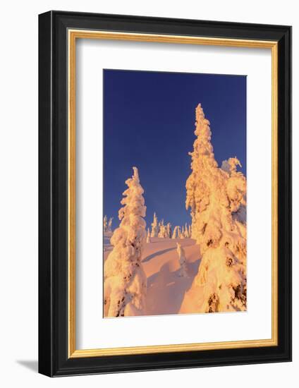 Snowghosts Catch the Sunset at Whitefish Mountain Resort, Montana-Chuck Haney-Framed Photographic Print