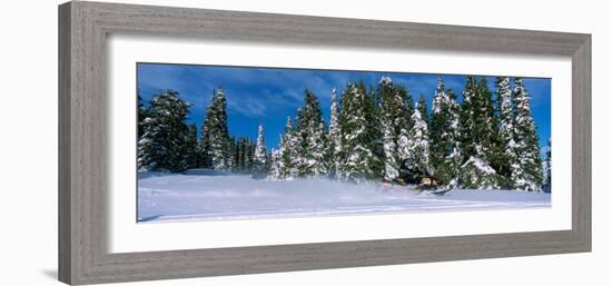 Snowmobiling in Yellowstone National Forest, CA-null-Framed Photographic Print