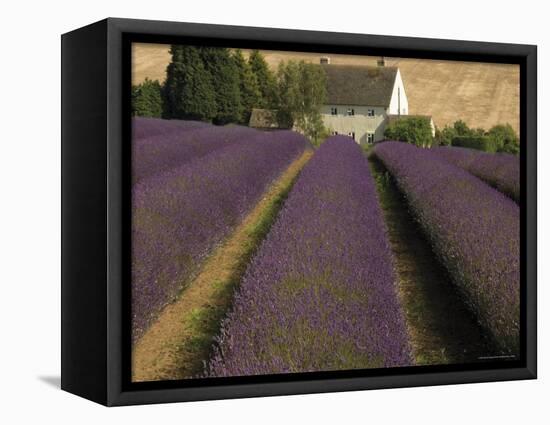 Snowshill Lavender Farm, Gloucestershire, the Cotswolds, England, United Kingdom-David Hughes-Framed Premier Image Canvas