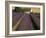 Snowshill Lavender Farm, Gloucestershire, the Cotswolds, England, United Kingdom-David Hughes-Framed Photographic Print