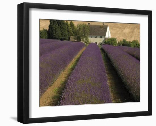 Snowshill Lavender Farm, Gloucestershire, the Cotswolds, England, United Kingdom-David Hughes-Framed Photographic Print