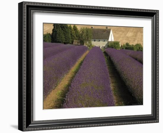 Snowshill Lavender Farm, Gloucestershire, the Cotswolds, England, United Kingdom-David Hughes-Framed Photographic Print