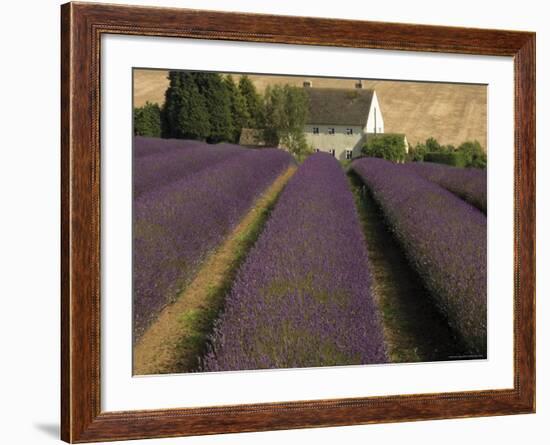 Snowshill Lavender Farm, Gloucestershire, the Cotswolds, England, United Kingdom-David Hughes-Framed Photographic Print