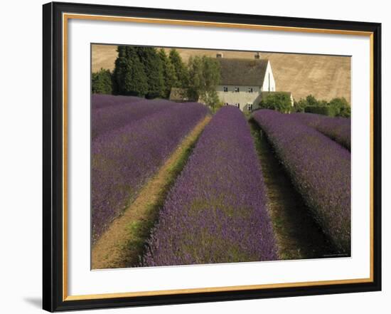 Snowshill Lavender Farm, Gloucestershire, the Cotswolds, England, United Kingdom-David Hughes-Framed Photographic Print