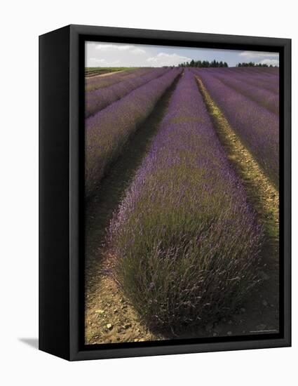 Snowshill Lavender Farm, Gloucestershire, the Cotswolds, England, United Kingdom-David Hughes-Framed Premier Image Canvas