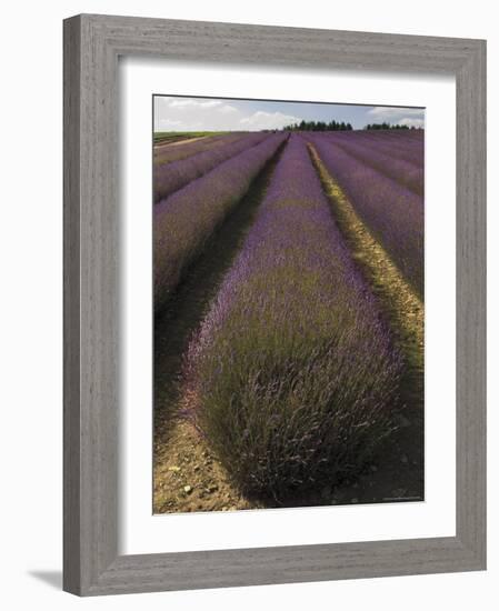 Snowshill Lavender Farm, Gloucestershire, the Cotswolds, England, United Kingdom-David Hughes-Framed Photographic Print