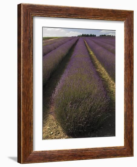 Snowshill Lavender Farm, Gloucestershire, the Cotswolds, England, United Kingdom-David Hughes-Framed Photographic Print