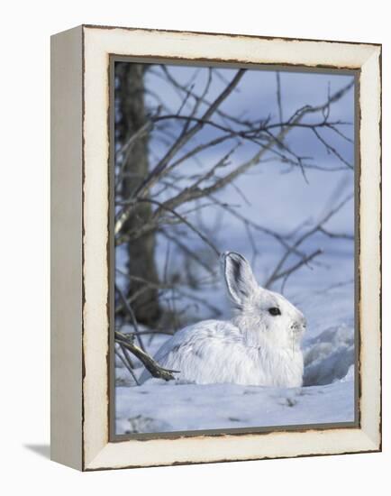 Snowshoe Hare, Arctic National Wildlife Refuge, Alaska, USA-Hugh Rose-Framed Premier Image Canvas