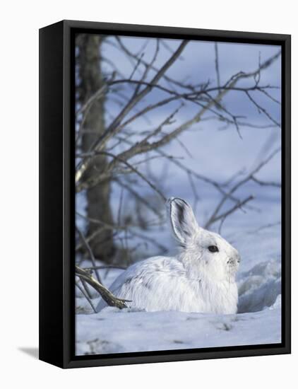 Snowshoe Hare, Arctic National Wildlife Refuge, Alaska, USA-Hugh Rose-Framed Premier Image Canvas