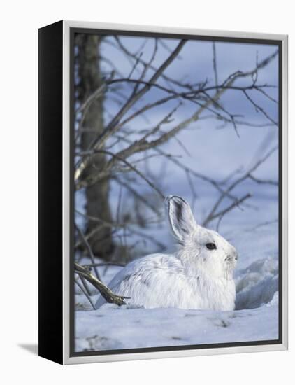 Snowshoe Hare, Arctic National Wildlife Refuge, Alaska, USA-Hugh Rose-Framed Premier Image Canvas