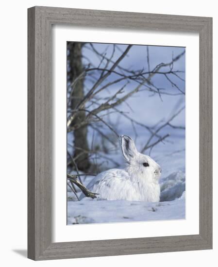 Snowshoe Hare, Arctic National Wildlife Refuge, Alaska, USA-Hugh Rose-Framed Photographic Print