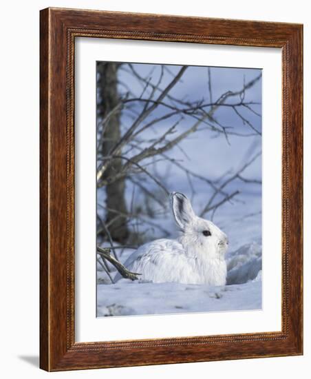 Snowshoe Hare, Arctic National Wildlife Refuge, Alaska, USA-Hugh Rose-Framed Photographic Print