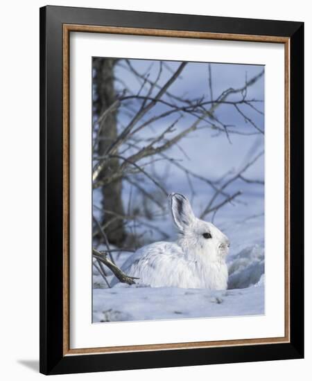 Snowshoe Hare, Arctic National Wildlife Refuge, Alaska, USA-Hugh Rose-Framed Photographic Print