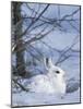 Snowshoe Hare, Arctic National Wildlife Refuge, Alaska, USA-Hugh Rose-Mounted Photographic Print