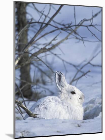 Snowshoe Hare, Arctic National Wildlife Refuge, Alaska, USA-Hugh Rose-Mounted Photographic Print