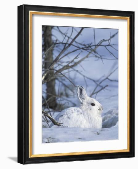 Snowshoe Hare, Arctic National Wildlife Refuge, Alaska, USA-Hugh Rose-Framed Photographic Print