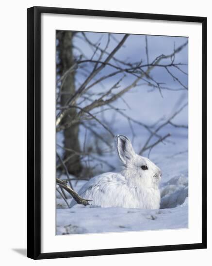 Snowshoe Hare, Arctic National Wildlife Refuge, Alaska, USA-Hugh Rose-Framed Photographic Print