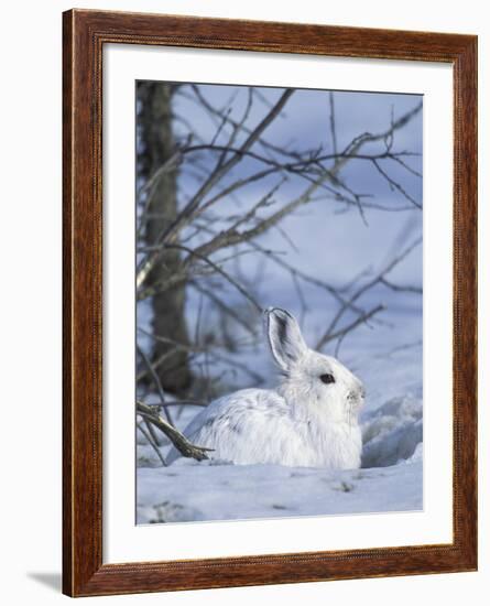 Snowshoe Hare, Arctic National Wildlife Refuge, Alaska, USA-Hugh Rose-Framed Photographic Print