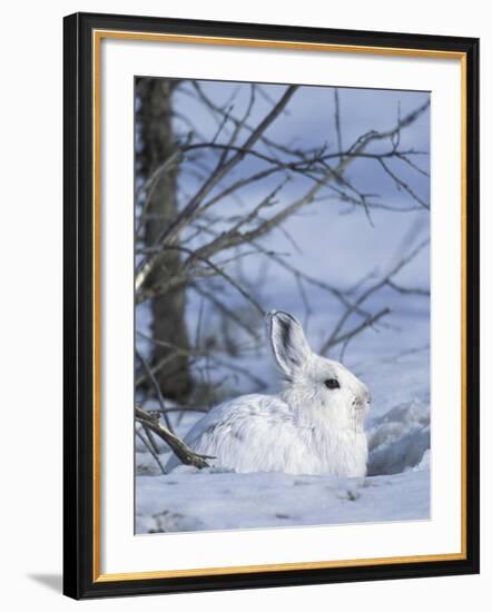 Snowshoe Hare, Arctic National Wildlife Refuge, Alaska, USA-Hugh Rose-Framed Photographic Print