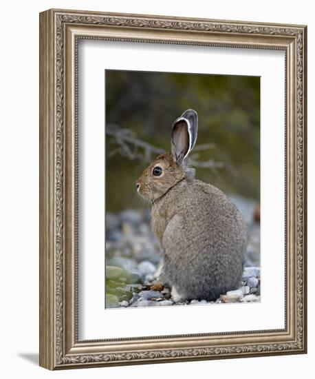 Snowshoe Hare (Lepus Americanus), Banff National Park, Alberta, Canada, North America-James Hager-Framed Photographic Print